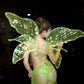 Tinker Belle Wings
